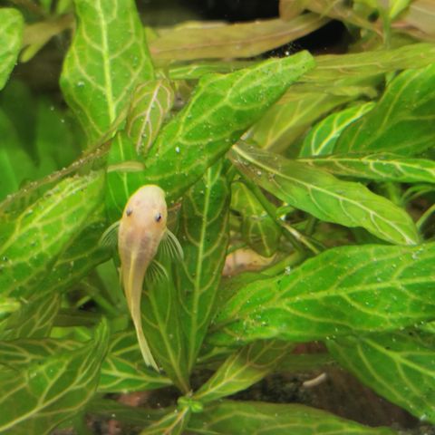 Ancistrus  sp.l144 (ferskvann akvarium fisk)