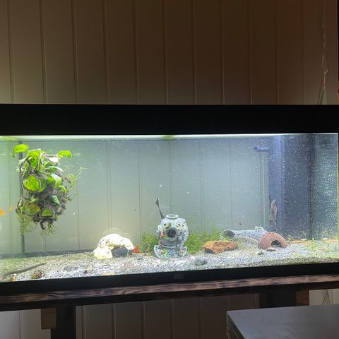 Akvarium Juwel 180L med alt inkludert