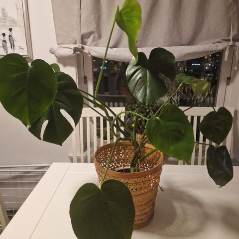 Pengetre (jade) plante +monstera plante