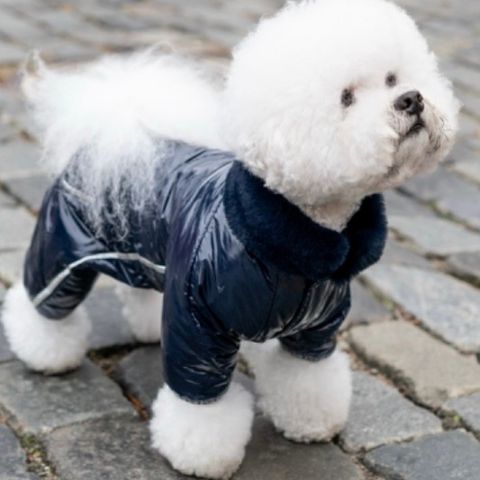Ny  trendy jakke  for en liten hund -høy kvalitet  og sympatisk;)!