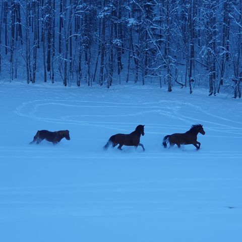 Ledig stallplass, Alvdal