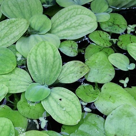 limnobium laevigatum og Pistia stratiotes