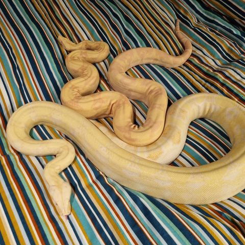 Kongeboa coral sunglow + snow albino ( Boa constrictor )