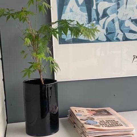 Vase til blomster / planter