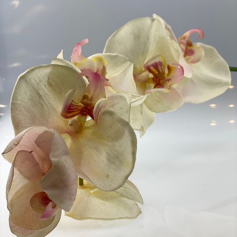 Stor engrenet orkidé