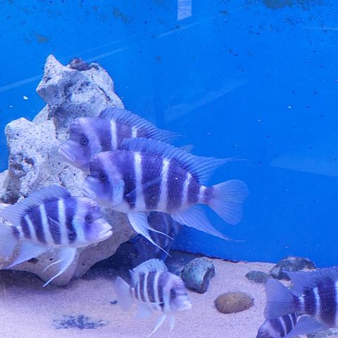 Tanganyika Cyphotilapia Frontosa