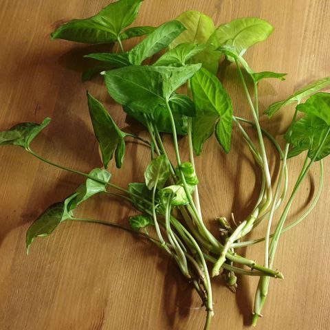 Syngonium podophyllum