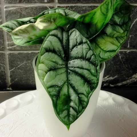 Alocasia Bagina ''Silver Dragon'' - Planter/Rhizomes / Knoller