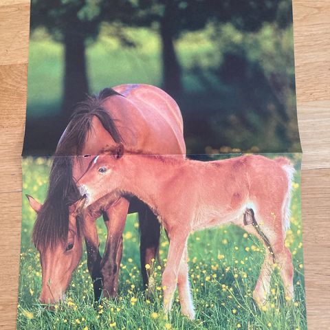 Plakat av Islandsk hest og føl, på andre siden 2 islandske hester