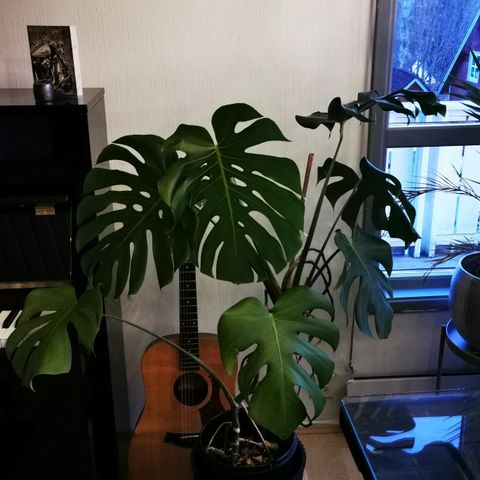 Monstera lettstelt inneblomst