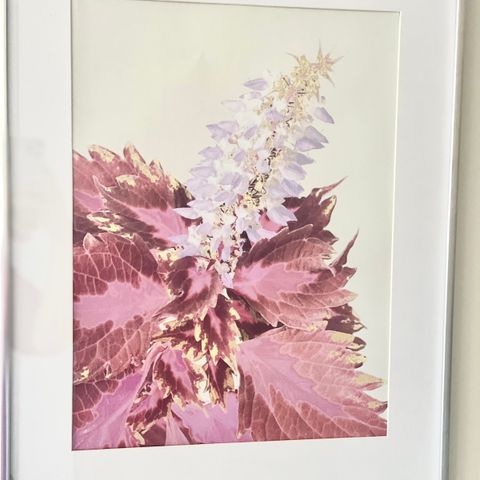 Bilde, Coleus, fotoplakat, interiør