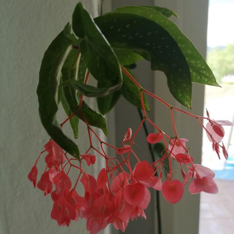 Begonia maculata plante avlegg