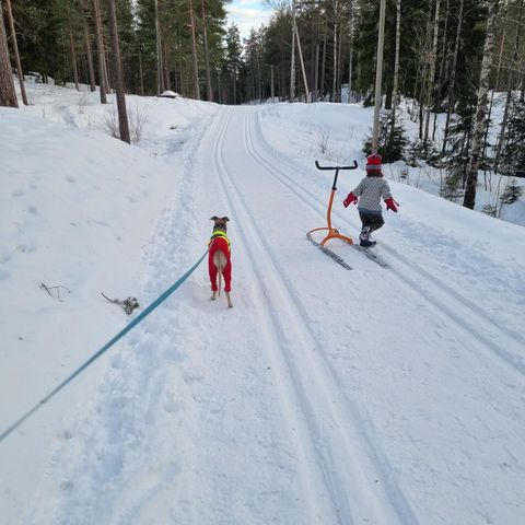 Lån av hund eller hjelp