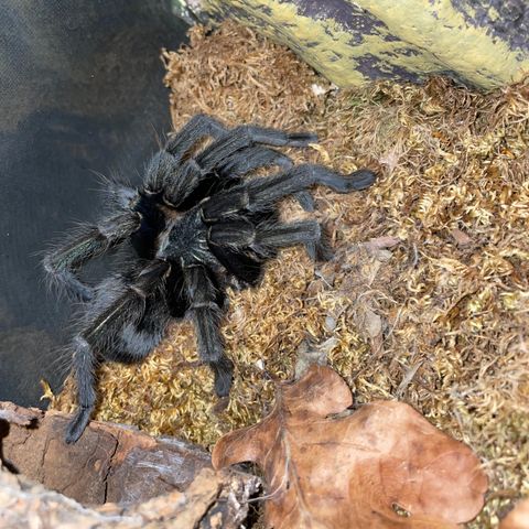 Tarantella, Phormicoptus sp. carapace green gold + ALT UTSTYR/ GI BUD