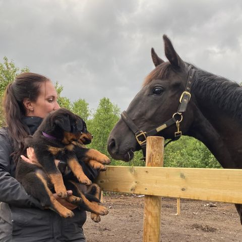 Unghest Ridehest, norsk varmblods, sprang, dressur