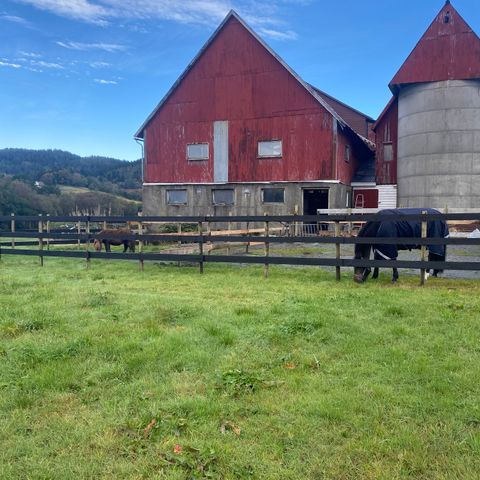 Stallplass- ledig hesteboks- UTETID HELE DAGEN