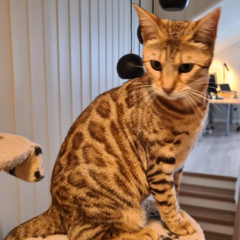 Bengal hunnkatt leter etter nytt hjem