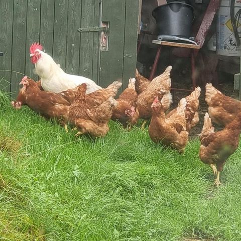 Lyst  å ruge ut egne høns?