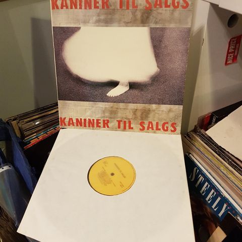 Kaniner Til Salgs