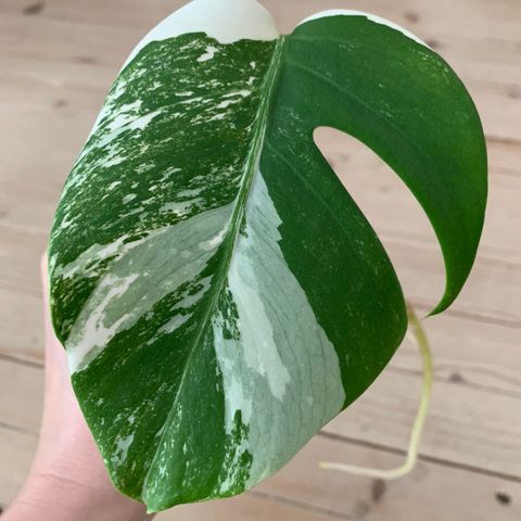 Monstera Variegata stikling