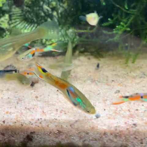 Endlers guppy