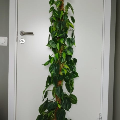 Annonsebilde