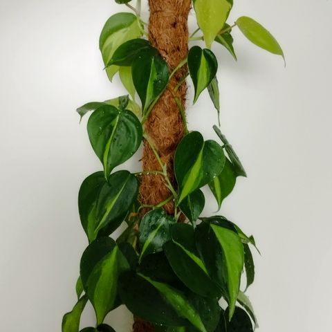 Philodendron Hederaceum "Brasil" & "Heartleaf Green" - XXXL Plante