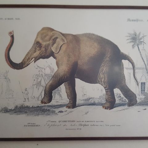 Bilde av indisk elefant