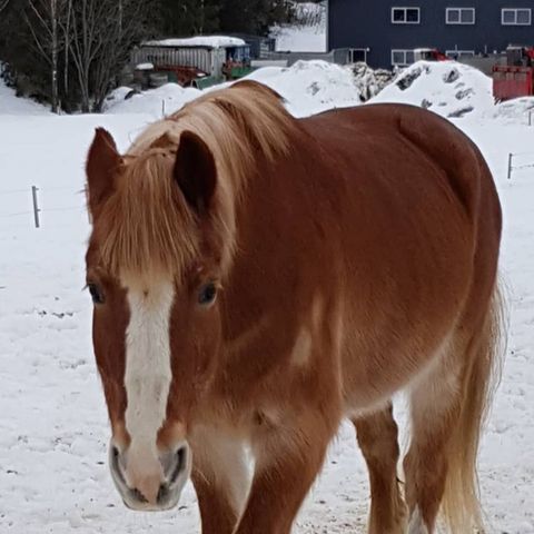 Søker fôrrytter til Alma