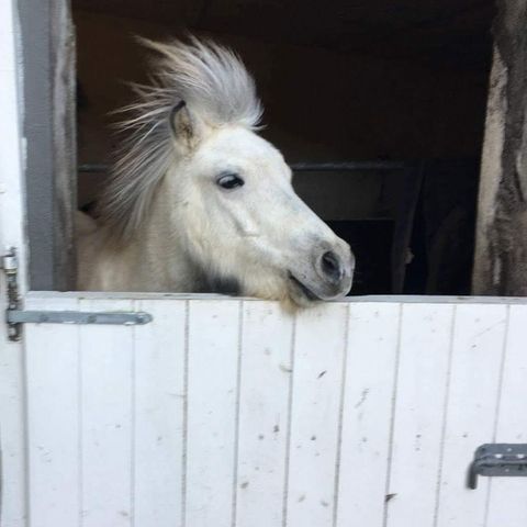 Ponni søker steller/halvforrytter.