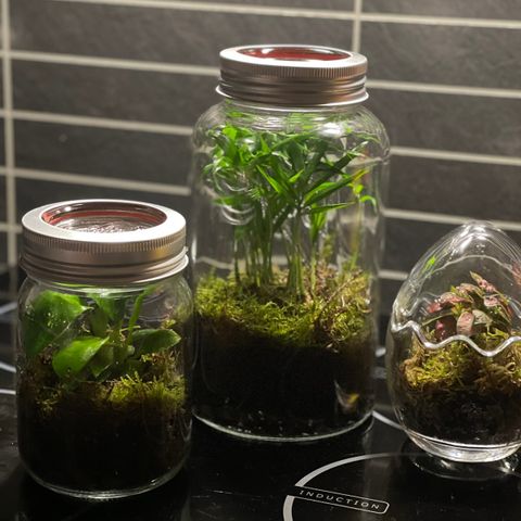 plante terrarium