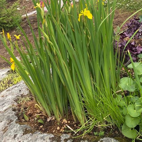 Frø gull iris