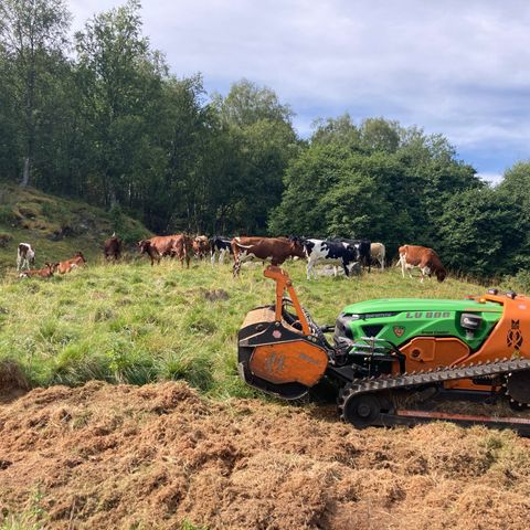 Krattknusing og beiterydding