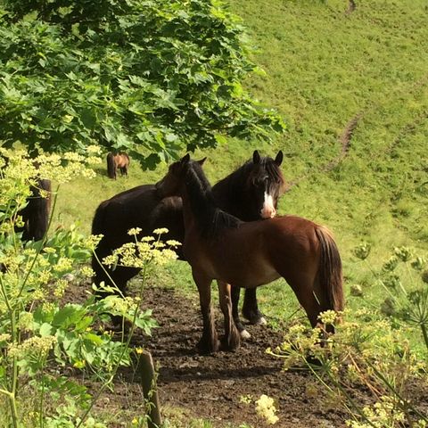 Idyllisk sommerbeite for hest i Eidsvoll