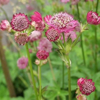 Astrantia Major Rose Symphony - Vinterherdig staude