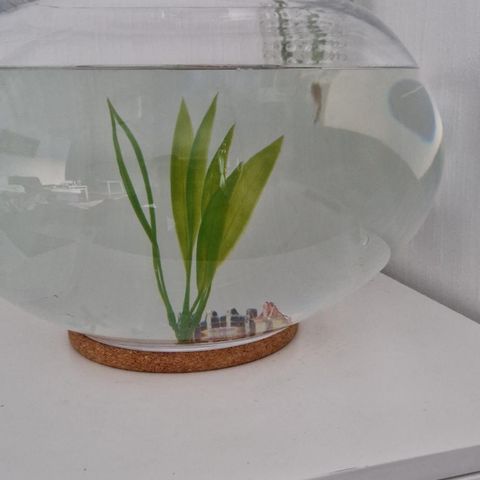 Fiskeakvarium