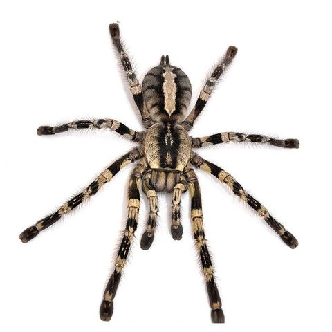 Poecilotheria smithi hanner ønskes kjøpt