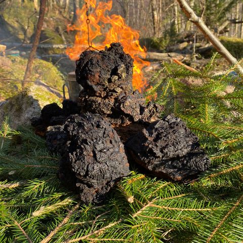 Chaga vakumpakket pulver og i småbiter /terninger