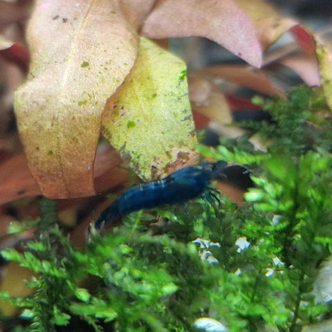 Neocaridina "Blue Dream" reker