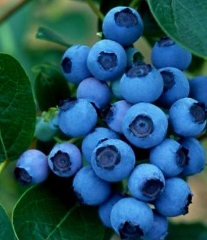 Amerikanske store blåbær 🫐 Bluecrop, 🫐Bluejay, 🫐Earlyblue 🫐 60cm i 3l potter 🫐