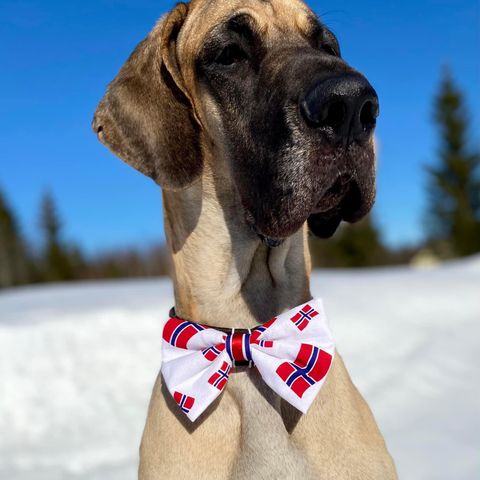 Perfekt gave 🎁 Nydelige Sløyfer med Norske Flagg til hund, alle størrelser.