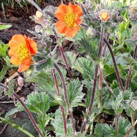 Stauder   Geum