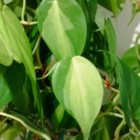 Philodendron Hederaceum ''Brasil'' - Stiklinger / Cuttings