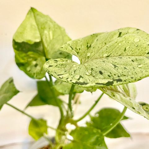 Syngonium grey ghost