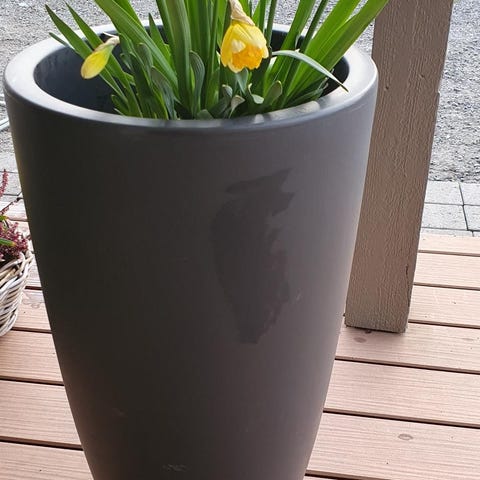 Annonsebilde