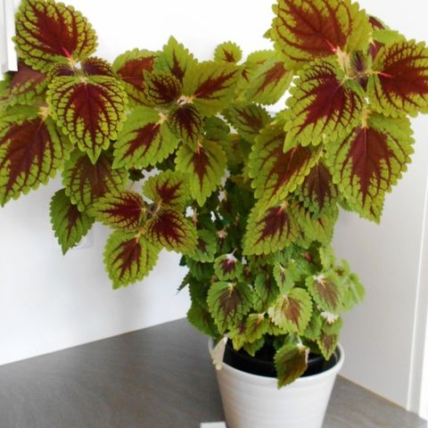 Blomst  Praktspragle / Coleus