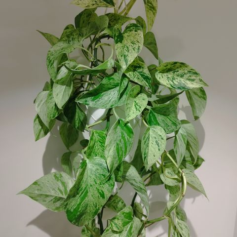 Epipremnum Aureum ''Snow Queen'' -  Planter & Stiklinger