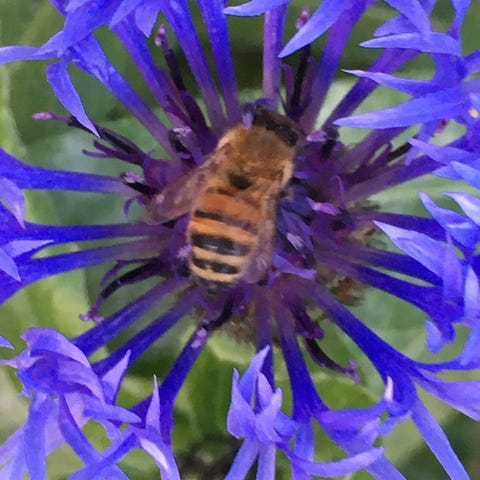 Annonsebilde