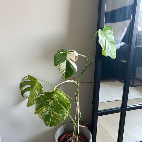 Monstera Variegata