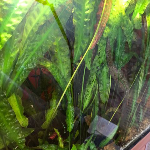 Store akvarieplanter Cryptocoryne crispatula